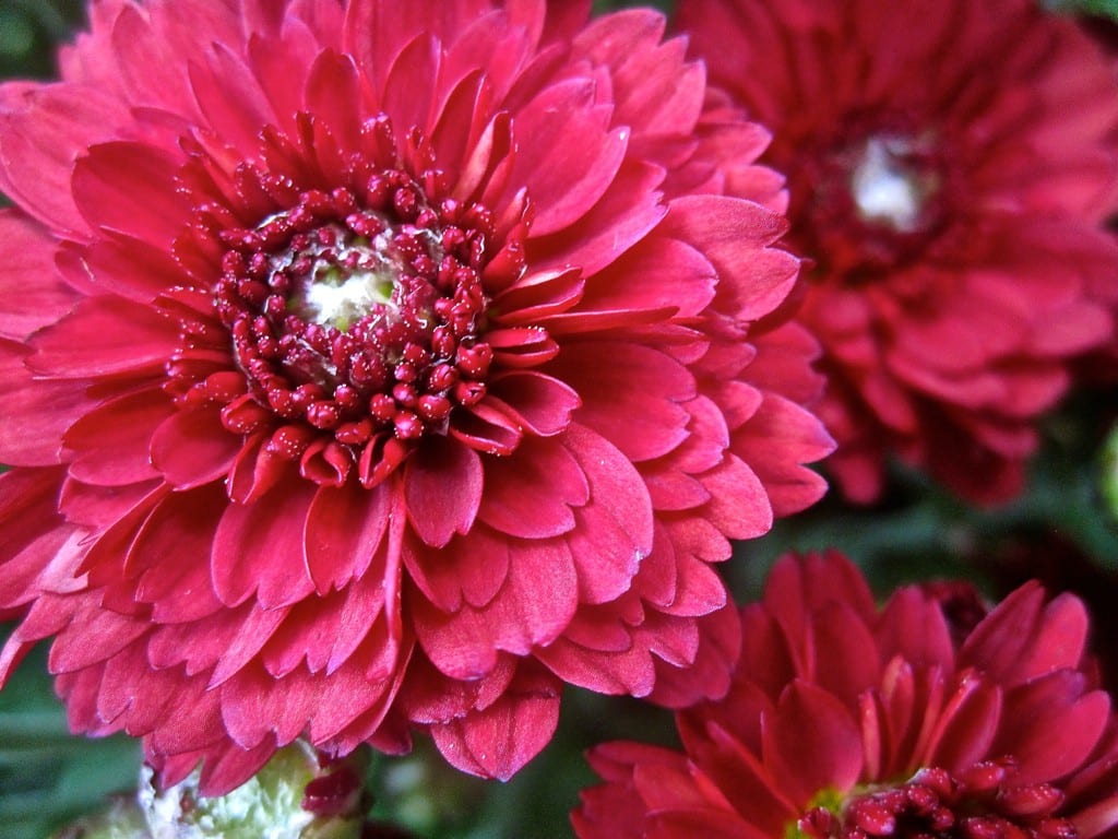 Are These The Worlds Top 13 Most Beautiful Flowers?
