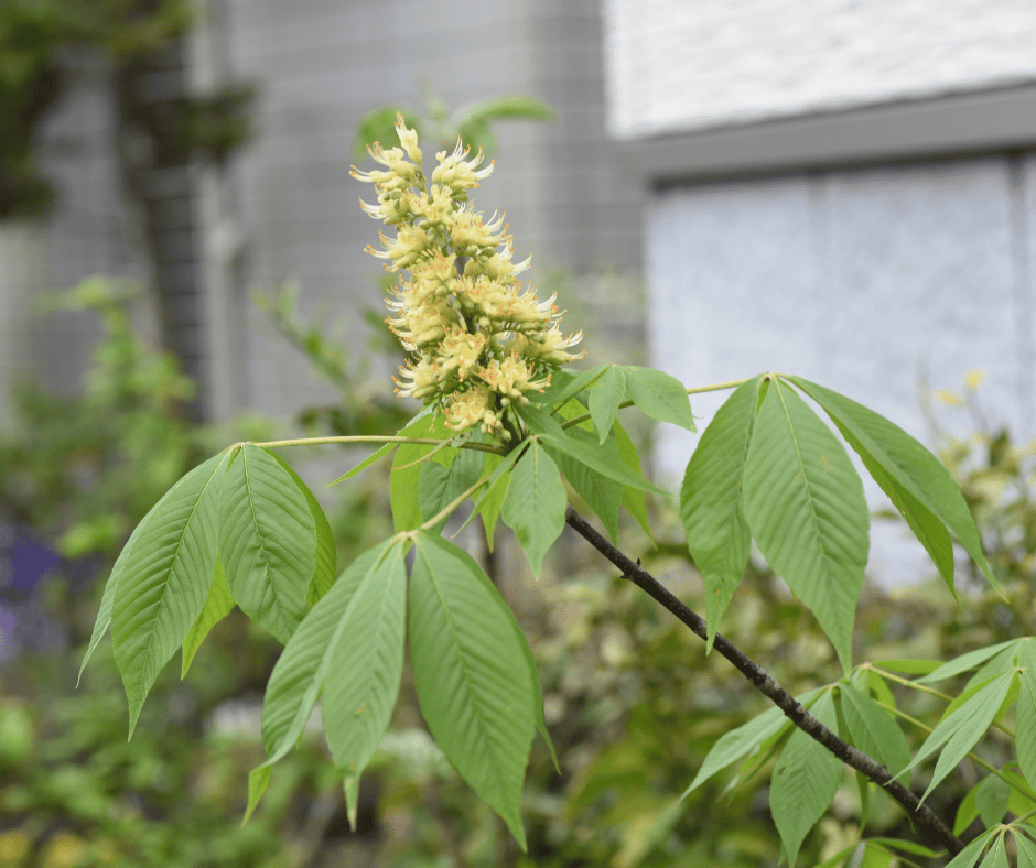 Japanese Horse Chestnut Gardening Soul