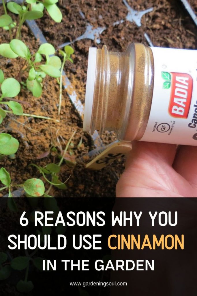6 Reasons Why You Should Use Cinnamon In The Garden