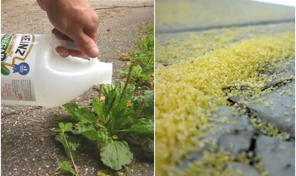Professional Gardener Shares 9 All-Natural Ways to Kill Weeds