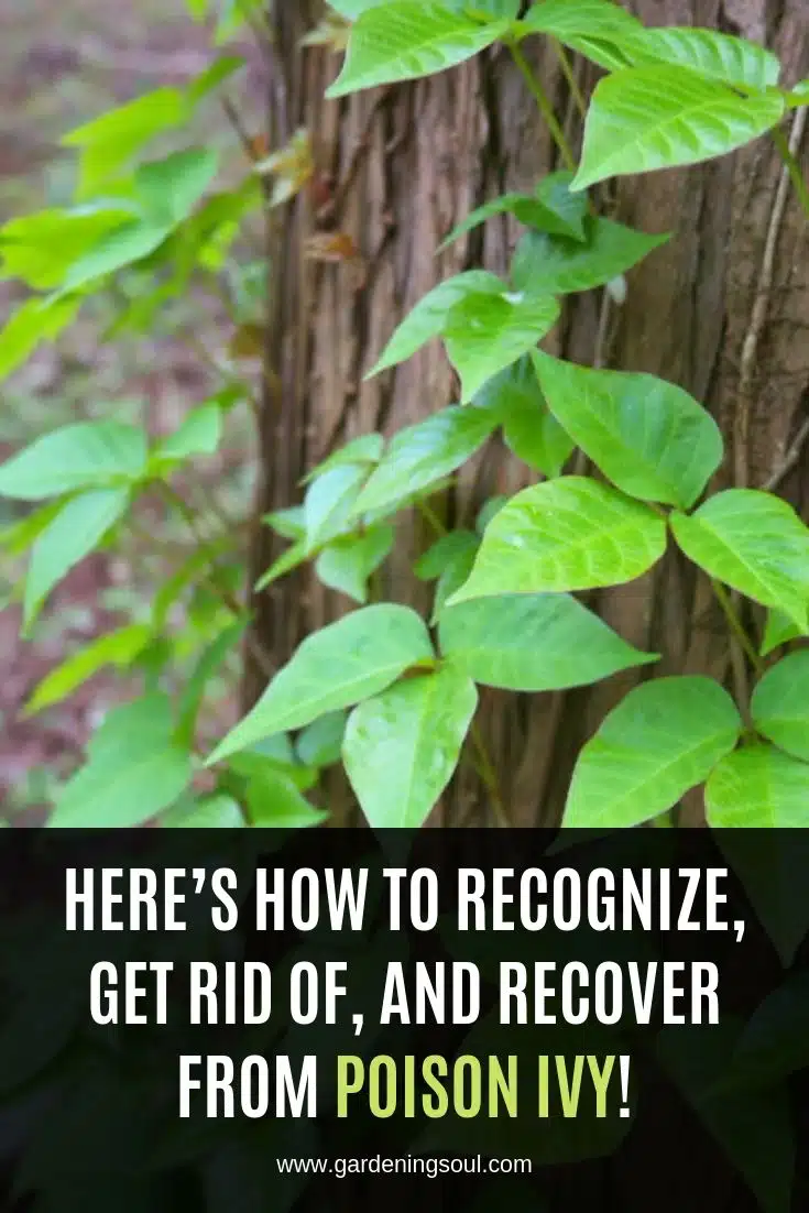 Here S How To Recognize Get Rid Of And Recover From Poison Ivy   Here’s How To Recognize Get Rid Of And Recover From Poison Ivy 