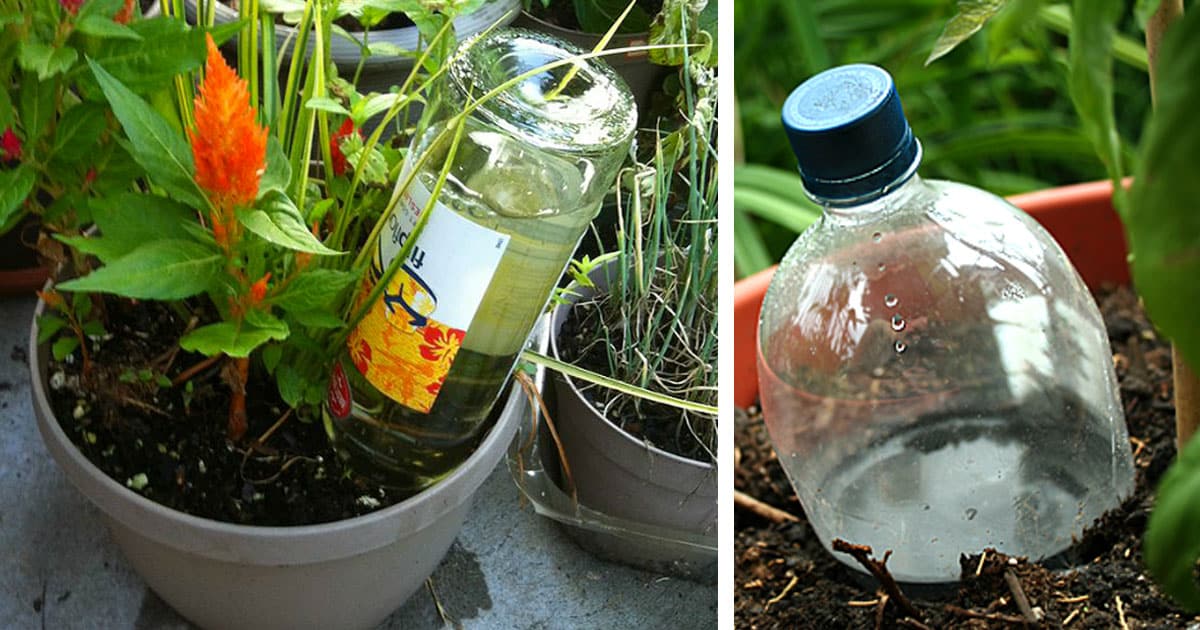 Water Your Plants And Garden, Ways To Water Garden While Away