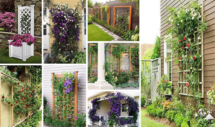 15 Creative And Easy DIY Trellis Ideas For Your Garden