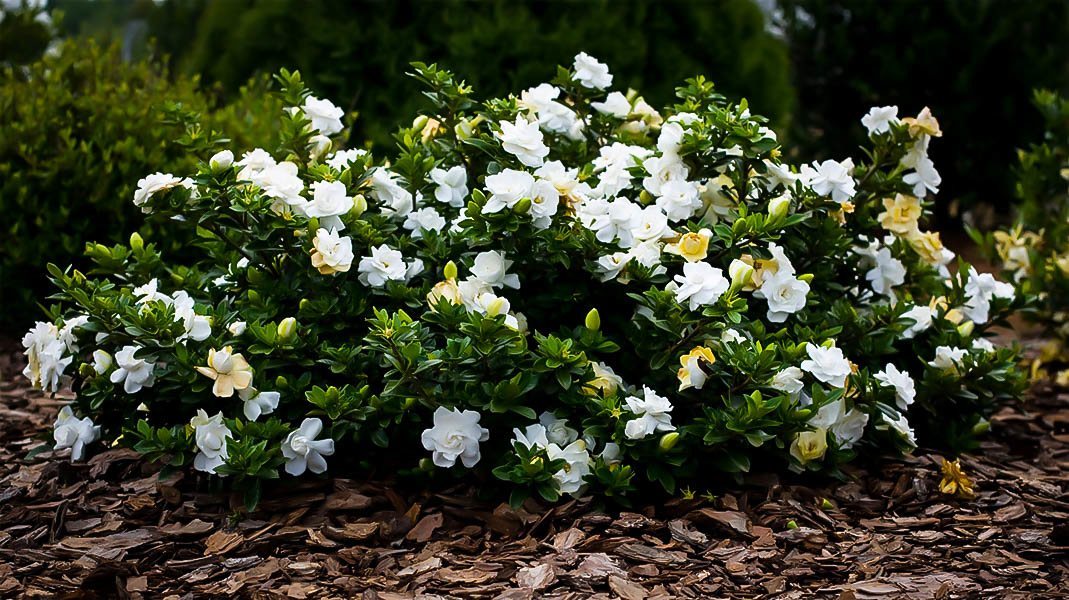 10 Fragrant Plants That Will Make Your Garden Smell Amazing