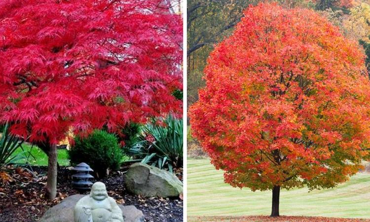 The Most Amazing 10 Trees You Can Plant In Fall!