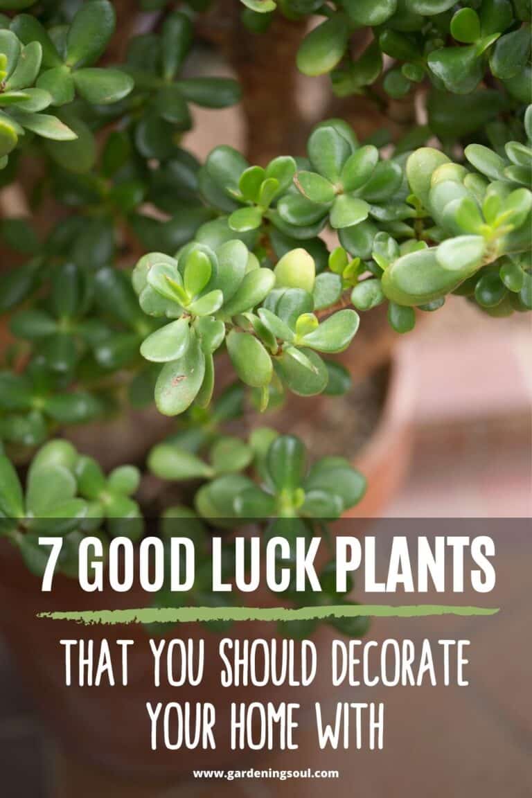 7 Good Luck Plants that You Should Decorate Your Home With