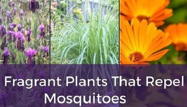 9 Fragrant Plants That Repel Mosquitoes