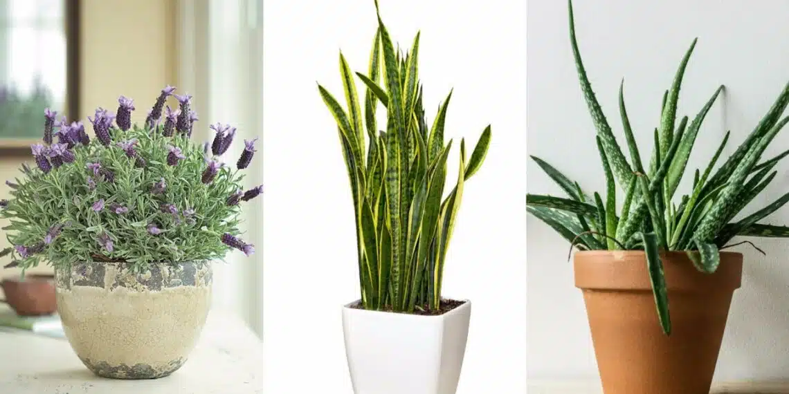 These 4 Plants For Your Bedroom Will Treat Insomnia and Sleep Apnea