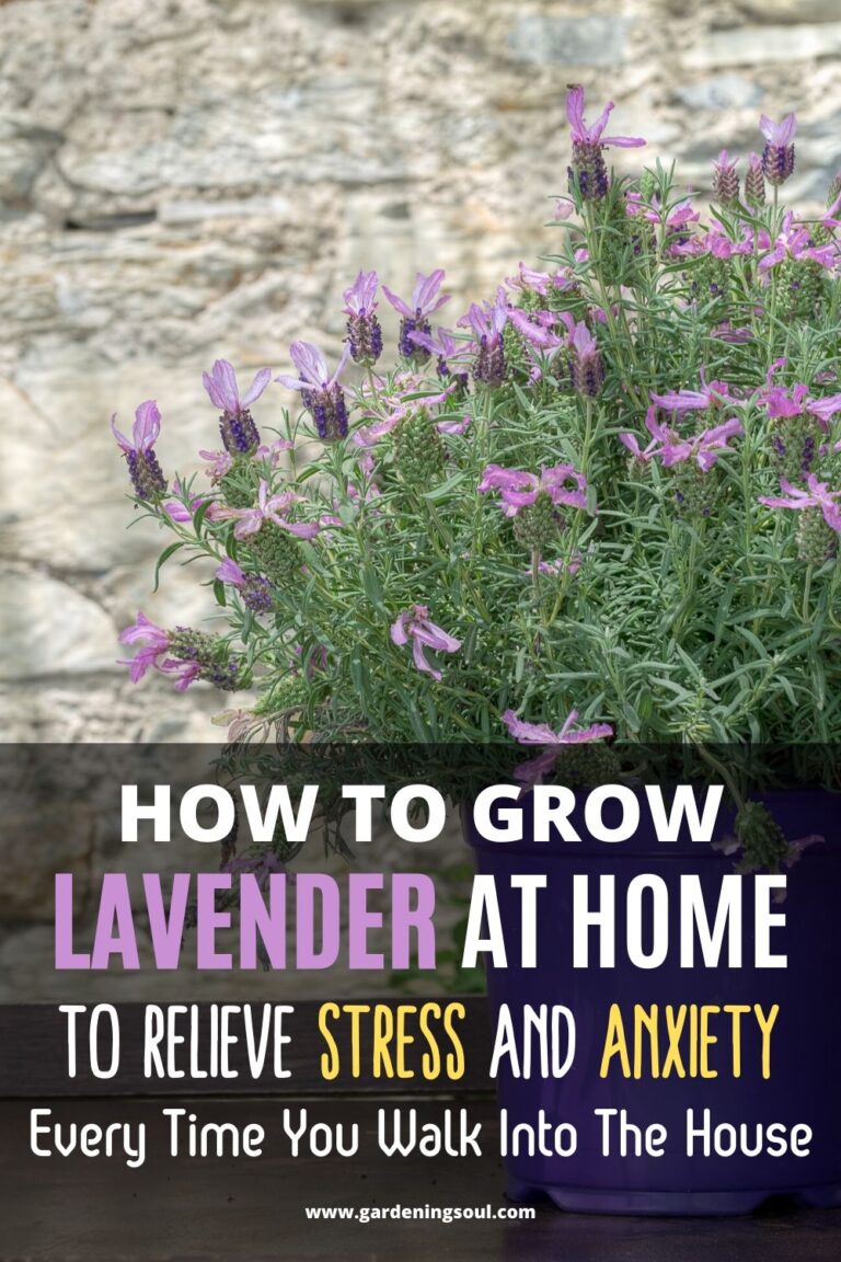 How To Grow Lavender At Home To Relieve Stress And Anxiety Every Time