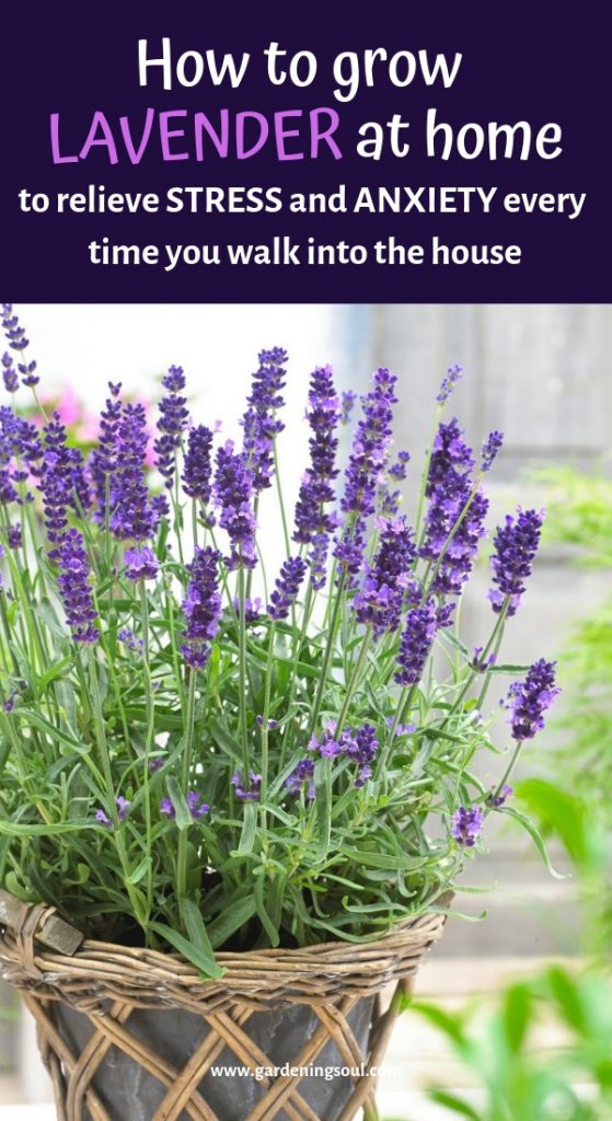 How To Grow Lavender At Home To Relieve Stress And Anxiety