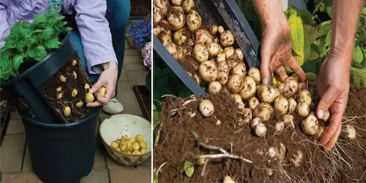 Follow These 4 Simple Steps To Grow A Hundred Pounds of Potatoes In A Barrel