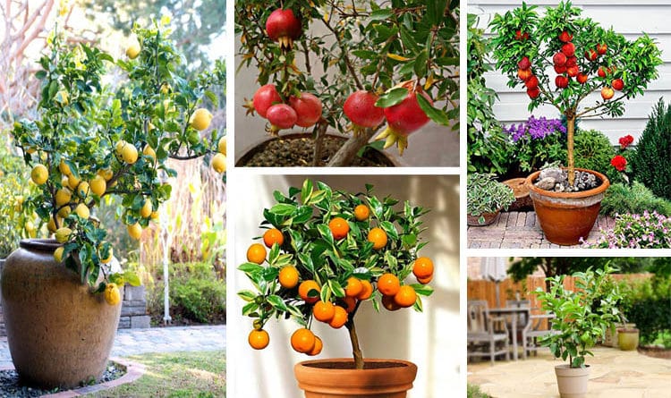 Absolutely Stunning Fruit Trees That Grow Great in Containers
