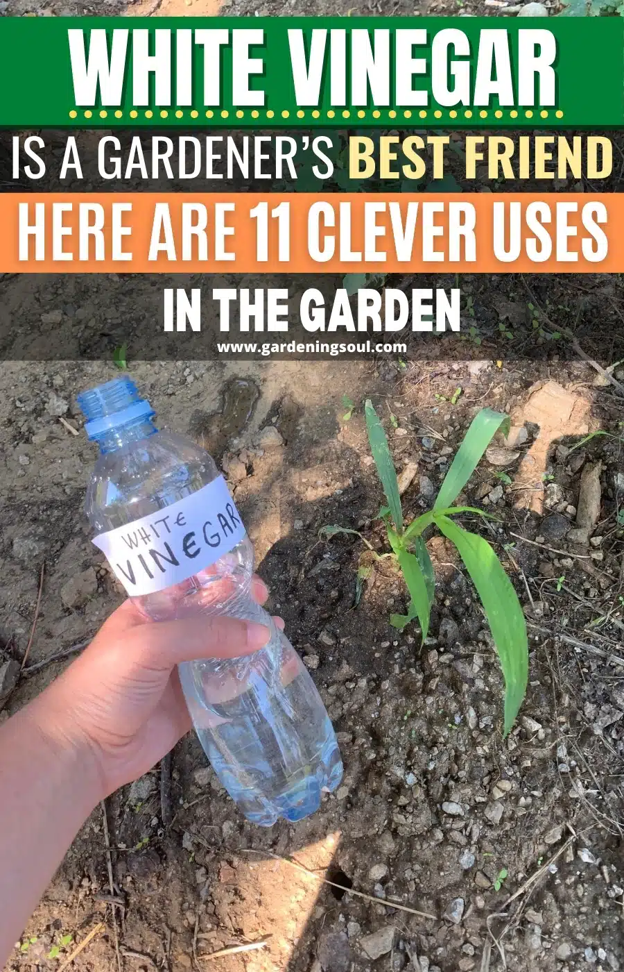 White Vinegar Is A Gardeners Best Friend. Here Are Clever Uses in The Garden | Bloom where 
