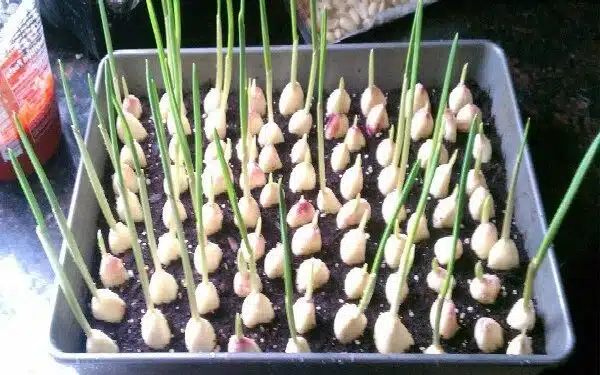Stop Buying Garlic. Here’s How To Grow An Endless Supply Of Garlic Right At Home
