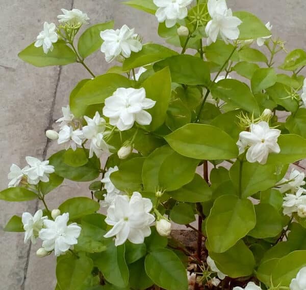 Keep Jasmine Plant in Your Room. It Can Reduce Anxiety, Panic Attacks