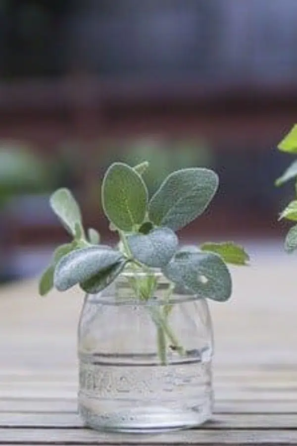 10 Herbs You Can Grow Indoors in Water All Year Long