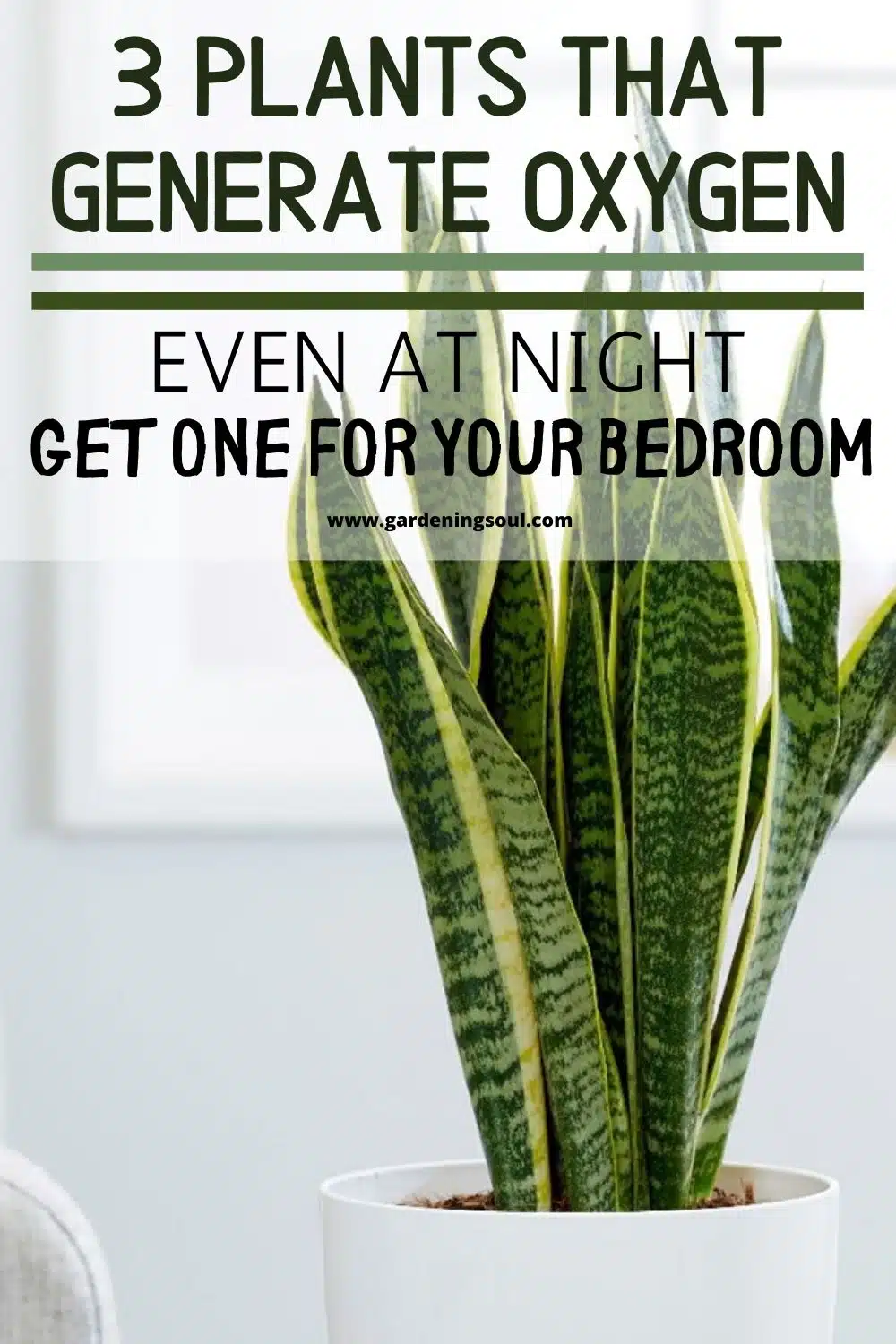 3 Plants That Generate Oxygen Even At Night Get One For Your Bedroom