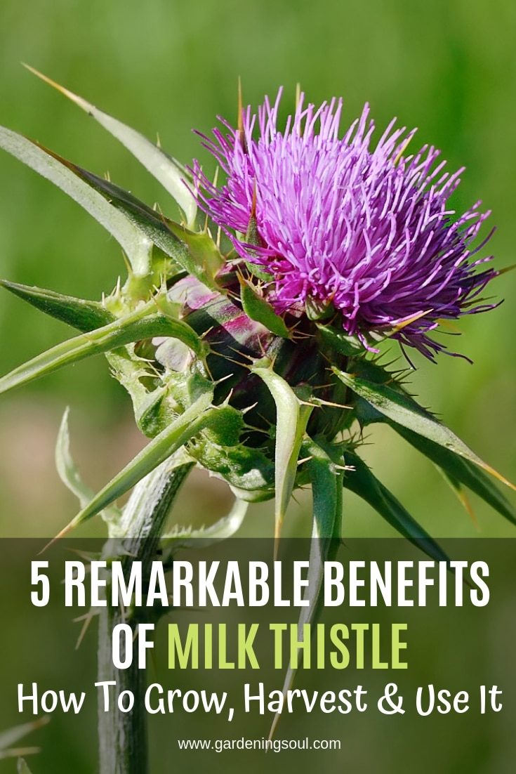 5 Remarkable Benefits of Milk Thistle Gardening Soul