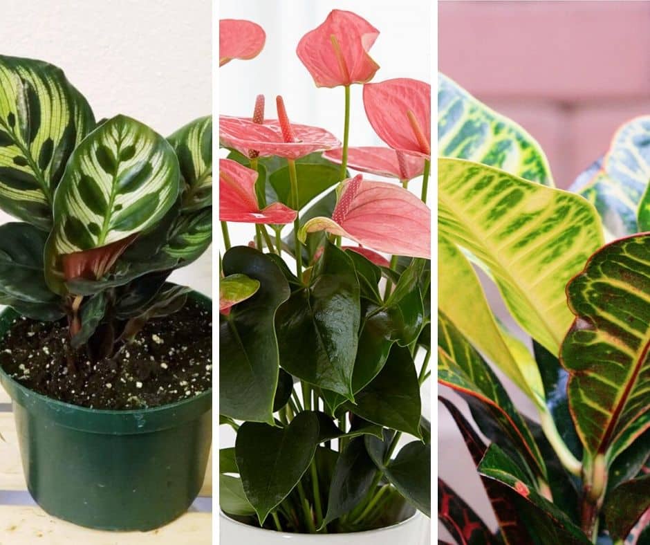 20 Tropical & Exotic House Plants You Should Grow In Your Home
