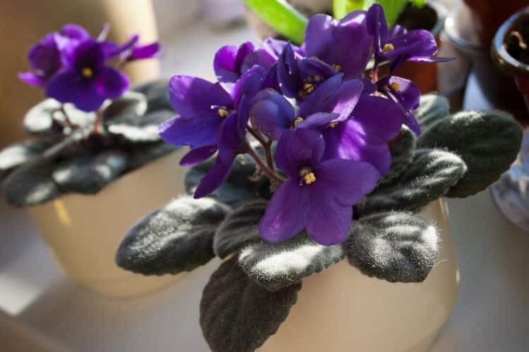 6 Things you Should Know so You Can Grow Gorgeous African Violets