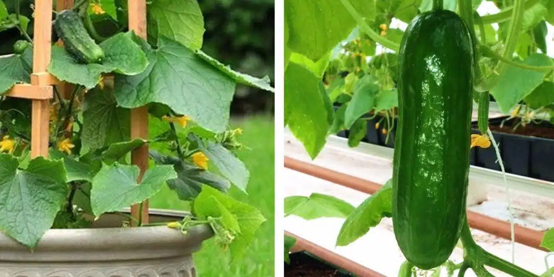 You’re Doing It All Wrong. How to Grow Cucumbers The Right Vertical Way