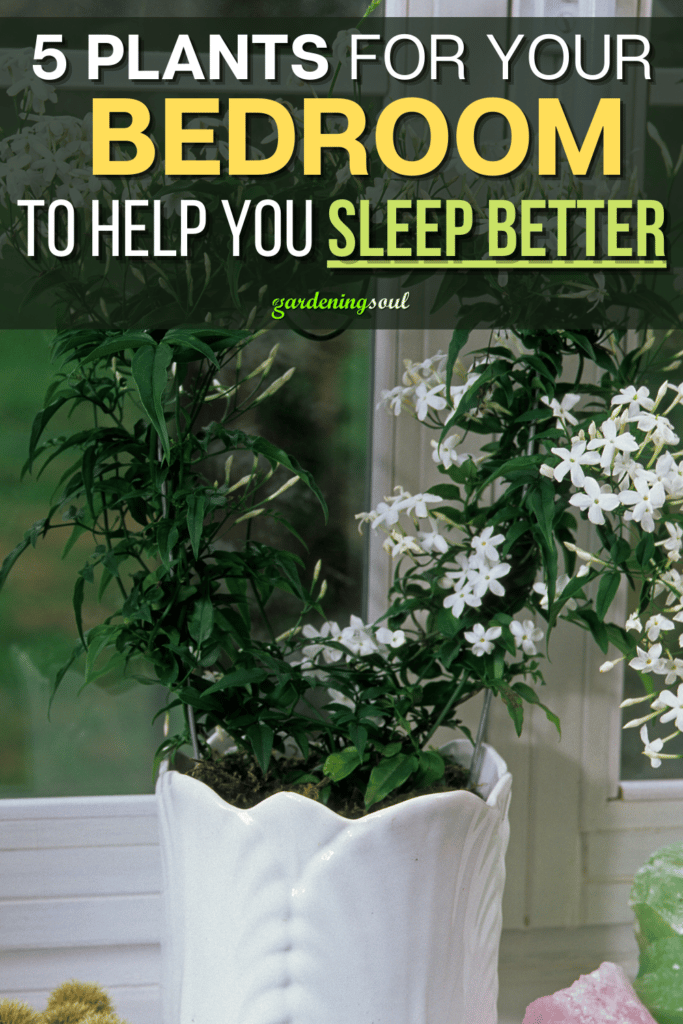 5 Plants For Your Bedroom To Help You Sleep Better