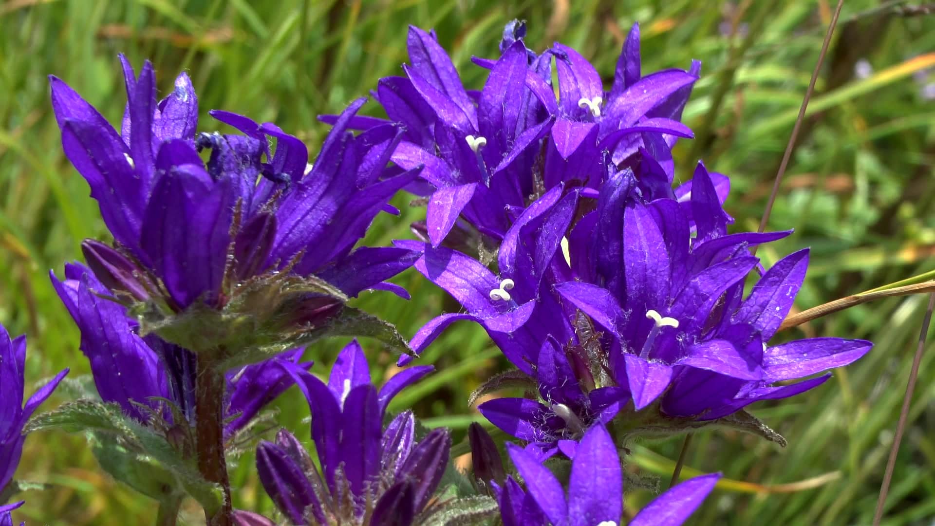 herb with purple flowers