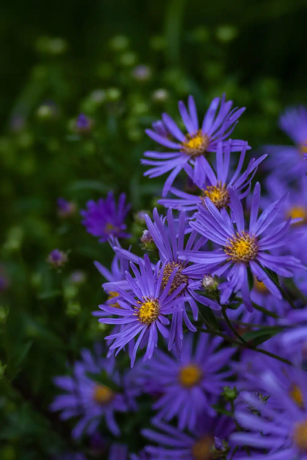 10 Purple Perennial Flowers to Give Stunning Color to Your Garden
