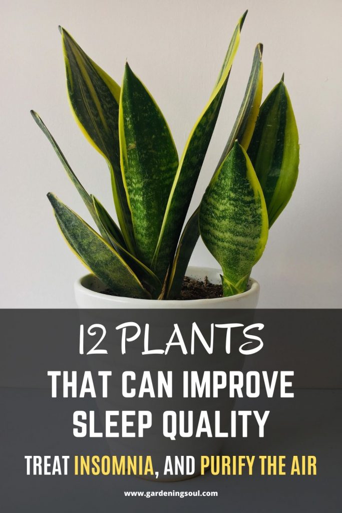 12 Plants That Can Improve Sleep Quality, Treat Insomnia, and Purify ...