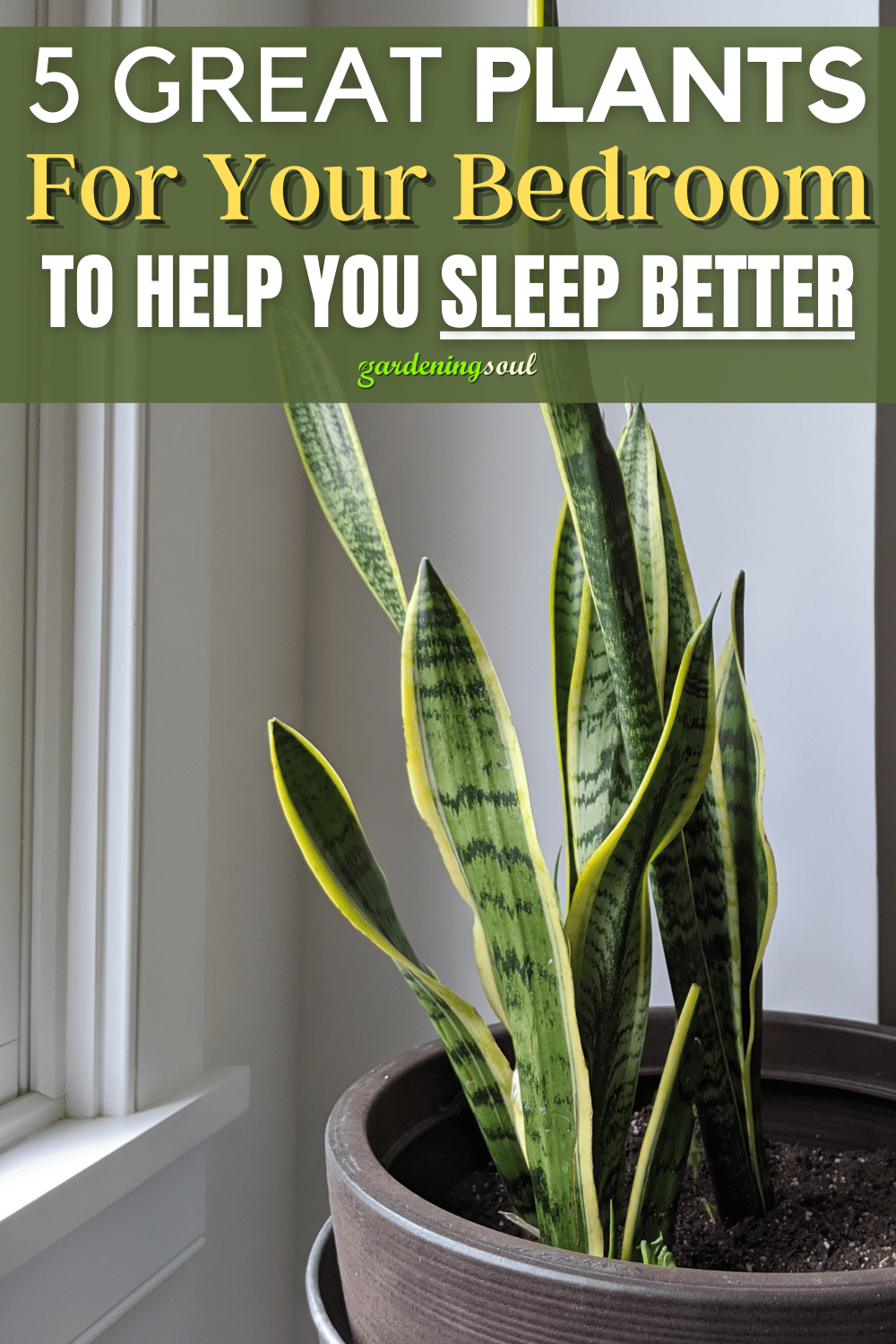 Snake Plant Benefits In Bedroom