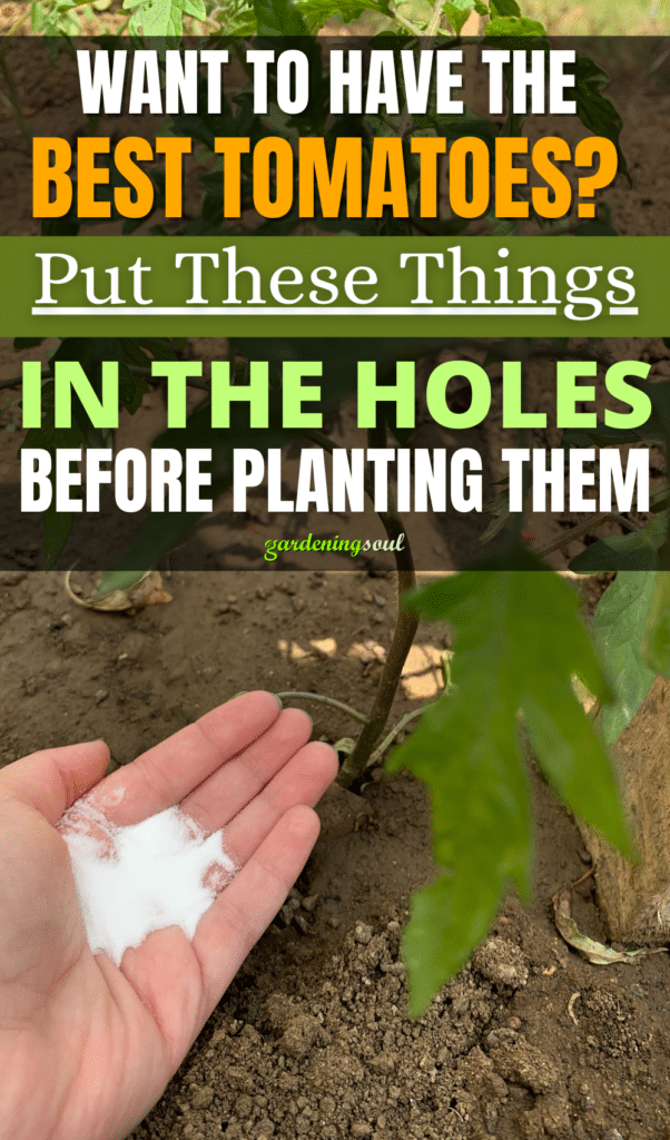 Want To Have The Best Tomatoes? Put These Things In The Holes Before Planting Them