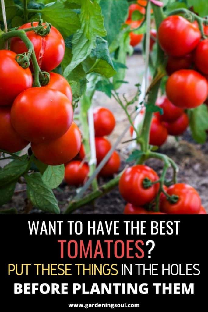 Want To Have The Best Tomatoes? Put These Things In The Holes Before Planting Them