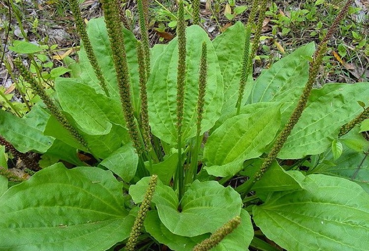 Medicinal Herbs & Plants-Forage or Grow Your Own - Page 2 Plantain-Weed-Benefits