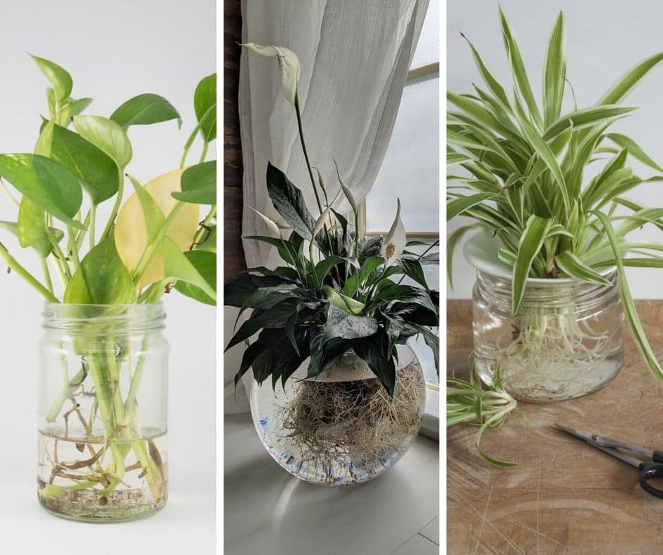 9 Aмazing Indoor Plants That Grow In Water