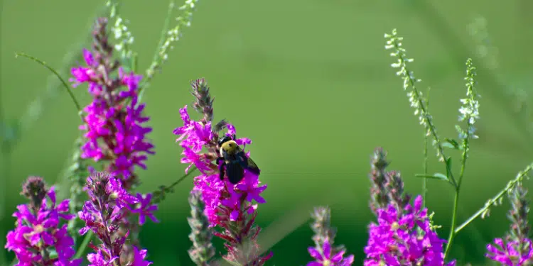 How to Create a Bee-Friendly Garden to Help Save Bees