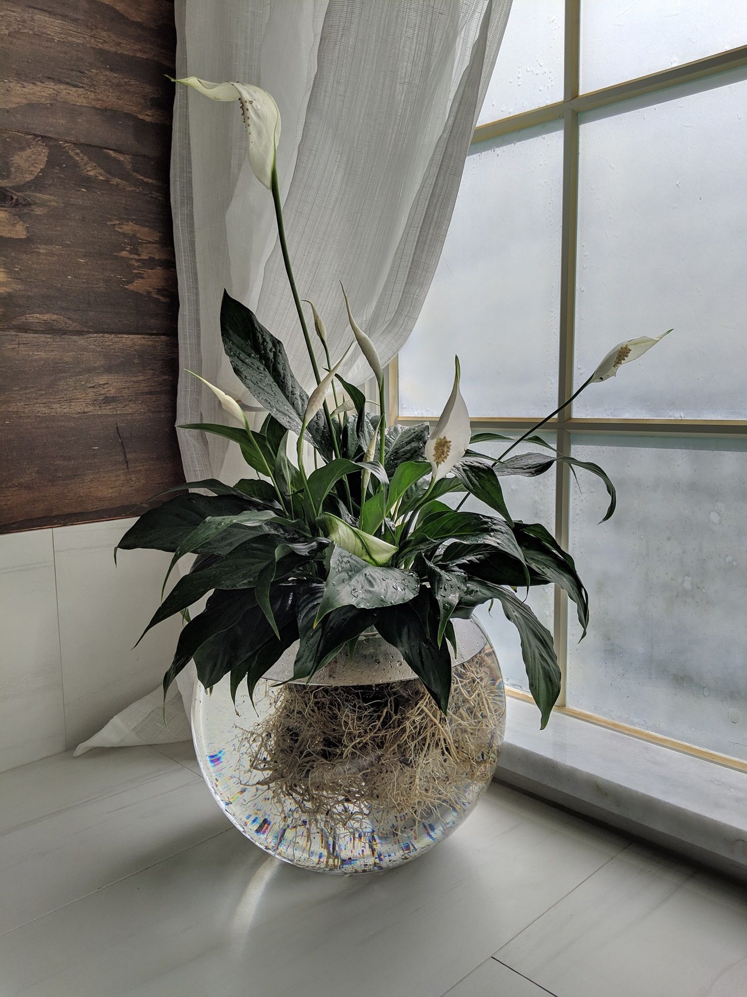 Is Spring Water Good For House Plants