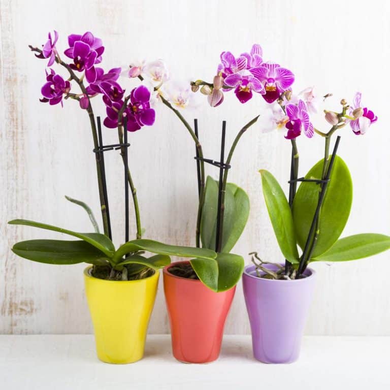 10 Best Smelling Fragrant Indoor Plants You Must Grow