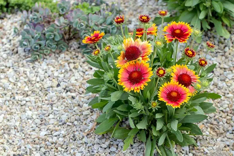 15 Winter Flowers for Indian Gardens: Annuals