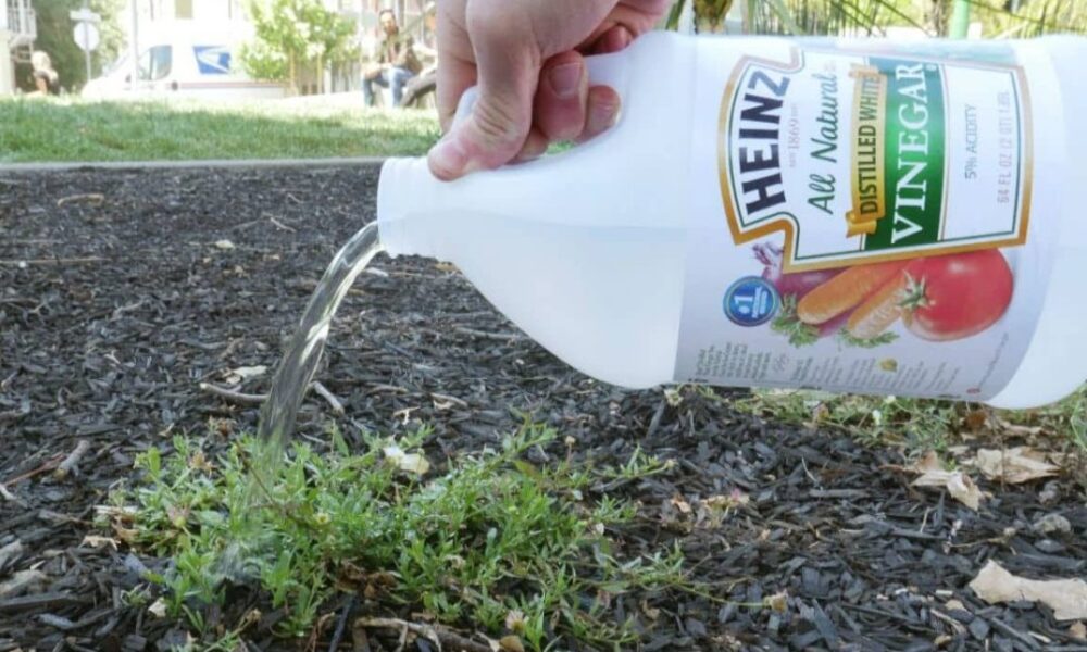 7 Homemade Weed Killers: Natural, Safe, Non-Toxic DIY Weed Killers Can You Compost Weeds Killed With Roundup
