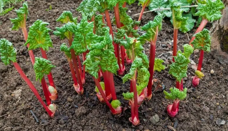 Plant Once, Pick Forever! 10 Perennial Vegetables You NEED to Plant This Summer