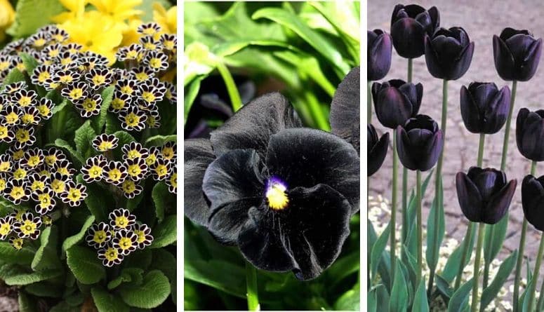 15 Stunning Black Flowers For Your Garden
