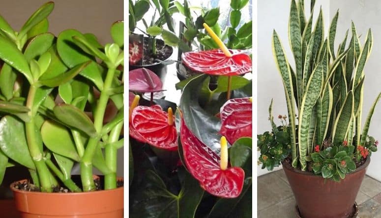 15 Exotic Tropical House Plants That Are Easy To Grow