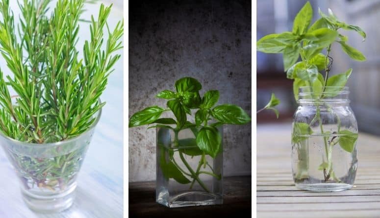 10 Healthy Herbs You Can Grow in Water