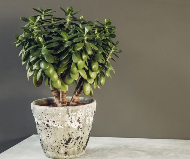 9 Important Feng Shui Plants To Invite Wealth & Happiness