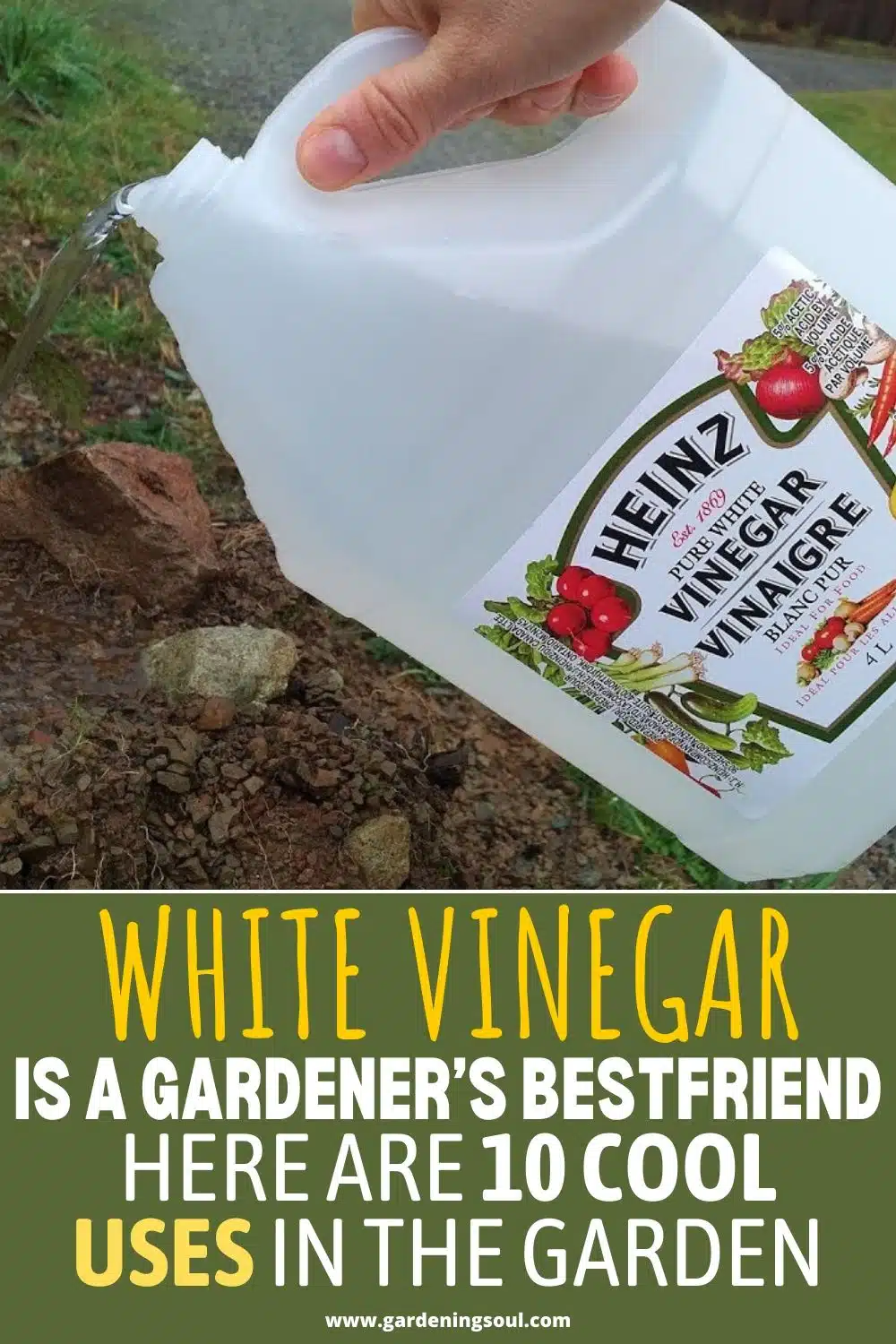 Natural Home for Pet Owners Vinegar for Cleaning PetMD
