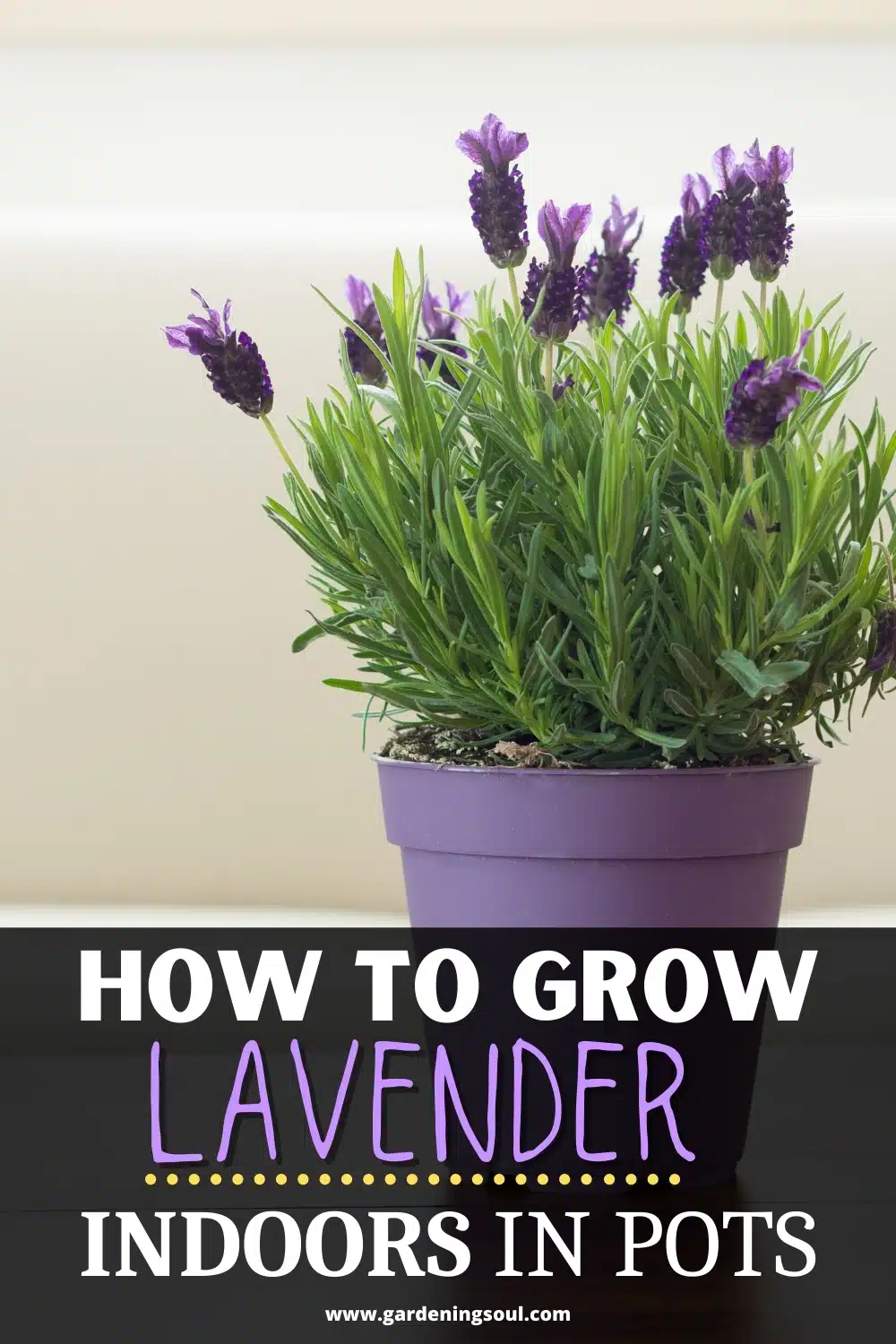 How Often To Water Lavender Plant In Pot - Lavender Watering
