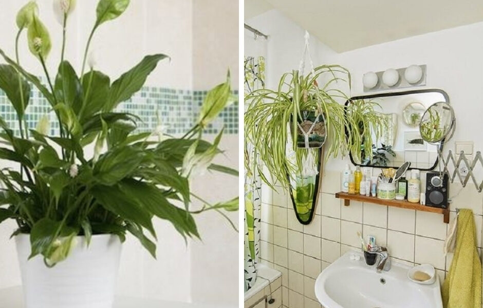 6 Ideal Plants You Should Keep in The Bathroom