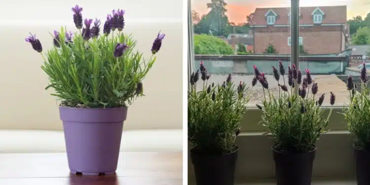 How To Grow Lavender Indoors in Pots