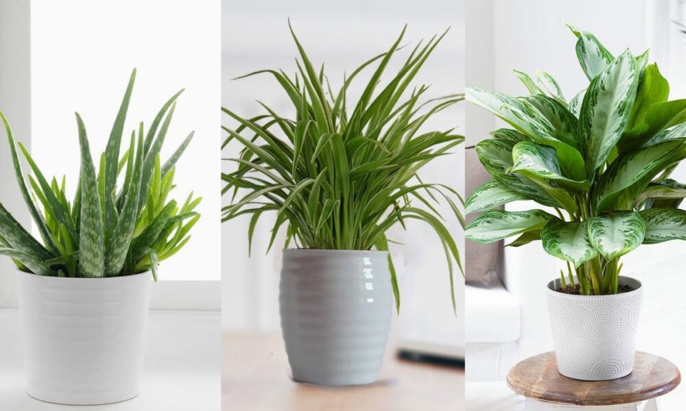 12 Best Houseplants For Your Kitchen
