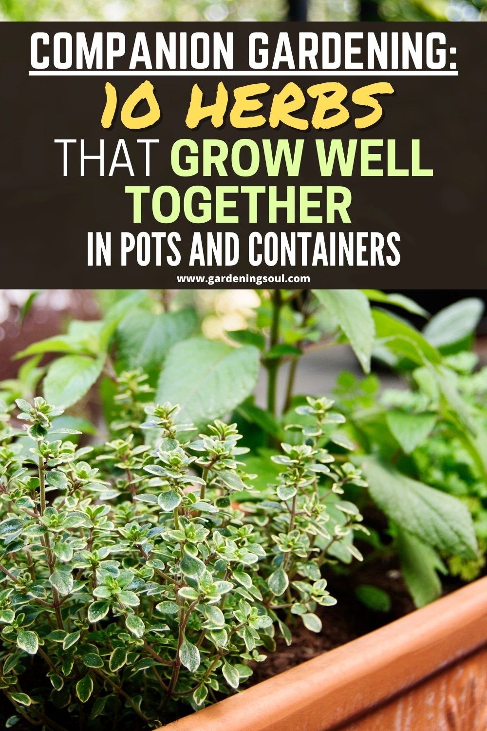 Companion Gardening 10 Herbs That Grow Well Together In Pots And